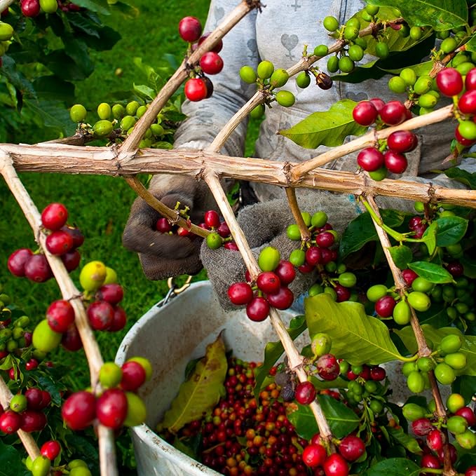 Greenwell Farms 100% Hawaiian Kona Coffee - Macadamia Nut Flavor Ground 8oz
