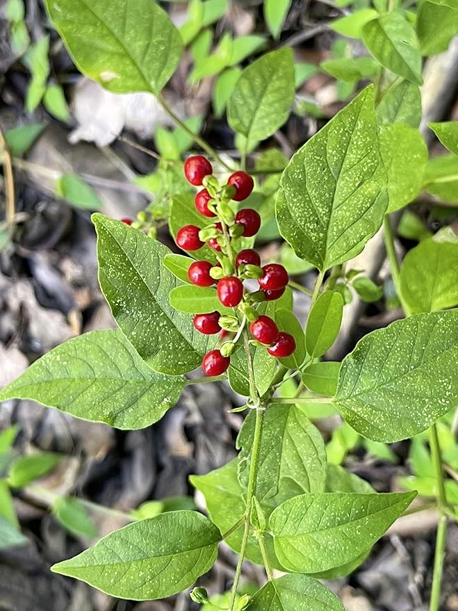 Jamaican Dog Blood Bush Organic Fertility Tea for Women Loose Leaf Herb for The Womb