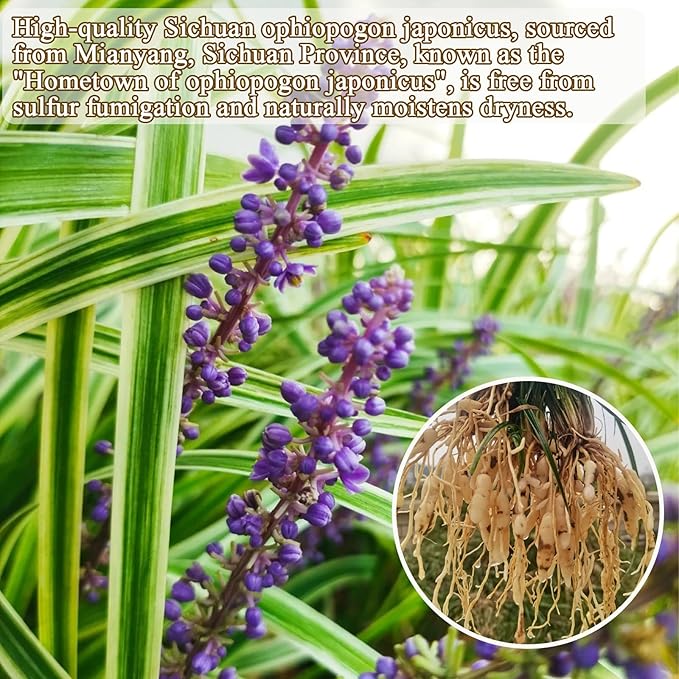 Ophiopogon Herb Mai Dong Mai Men Dong Ophiopogon Japonicus Health Tea Full and Core Chinese Herb 麦冬 麦门冬 麦冬粒 麦冬茶 10.58oz/300g