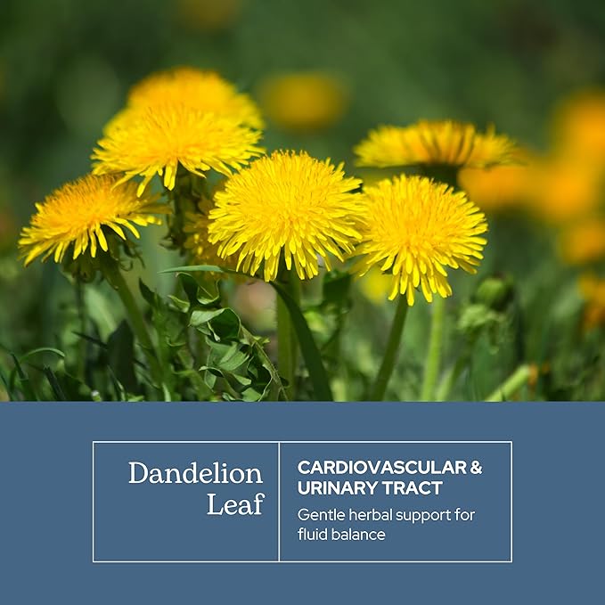Eclectic Herb - Raw Freeze-Dried Dandelion Leaf Capsules | Supports Cleansing Digestive Function &amp Heart Health | Natural Herbal Supplement | Organic Non-GMO Vegan Whole Herb (90 CT | 200 mg)
