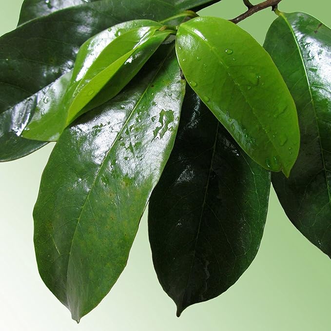 Graviola Tea 100 Bags Soursop - Organic Annona Muricata - Guanabana Herbal Tea - 100% Pure Soursop Leaf for - Caffeine-Free Premium Quality Graviola Tea Bags