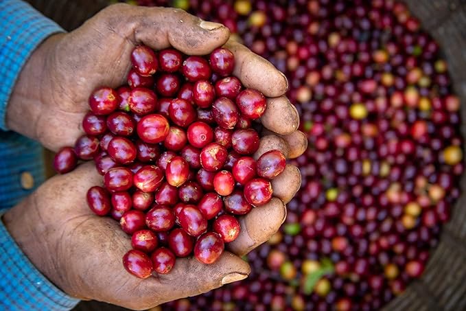 Cafe Monteverde Honey Process Coffee Whole Bean - Single Origin Costa Rica Arabica Coffee (1 LB)