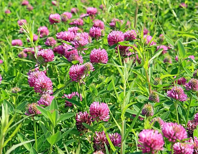 Health Embassy Red Clover Flower | Trifolium Pratense L | Herbal Tea (50g)