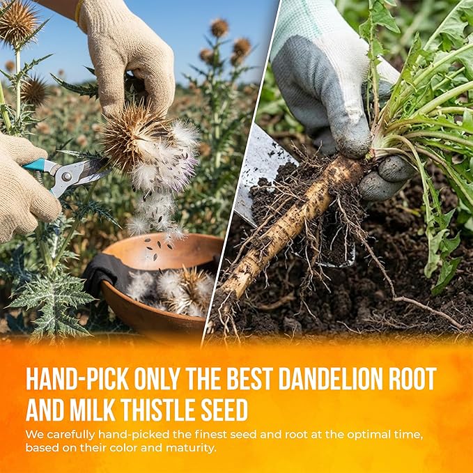 FreshDrinkUS Premium Dandelion Milk Thistle Herbal Tea | 135 Tea Bags | Herbal Blend with Dandelion Root &amp Milk Thistle Seed – Clean Plant-Based Daily Tea Naturally Caffeine Free. Sugar Free. Ve