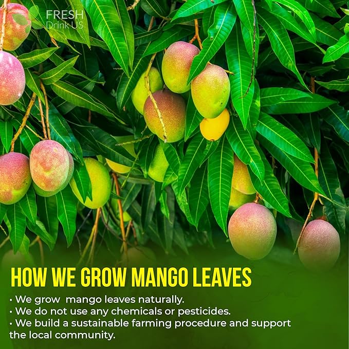 FreshDrinkUS Premium 100 Mango Leaf Tea Bags Hojas de Mango secas 100% Natural &amp Pure Loose Leaf Herbal Tea. Non GMO No Sugar No Caffeine No Gluten Vegan