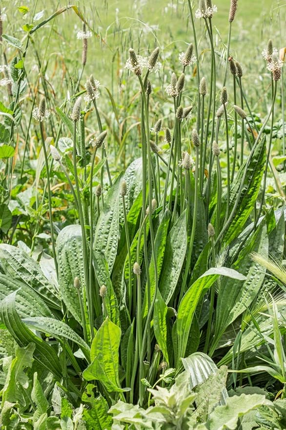 Health Embassy English Plantain Leaf | Plantago Lanceolata L | Herbal Tea (50g)