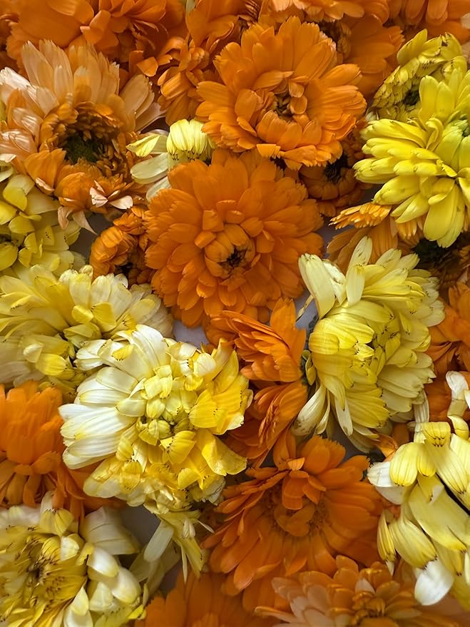 Freeze-Dried Marigold Flowers 0.2 oz | About 20 Edible Flowers | Dried Marigolds for Cake Decoration Cupcakes Desserts Cocktails Garnish Baking Culinary Use Parties and Special Occasions
