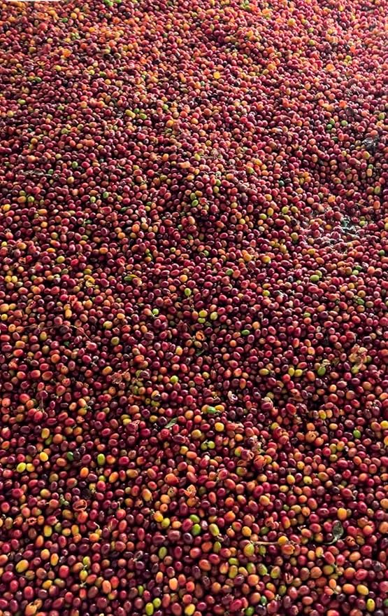 Single Origin Unroasted Green Coffee Beans From Colombia Specialty Grade Finca El Lejano Oriente Castillo and Caturra Varietals (5 lbs Colombia Natural Process)