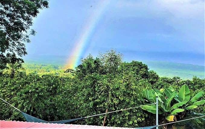 100% Kona Coffee – GROUND Medium roast Single estate gourmet coffee 16 ounces Farm fresh roasted from Domain Kona Coffee