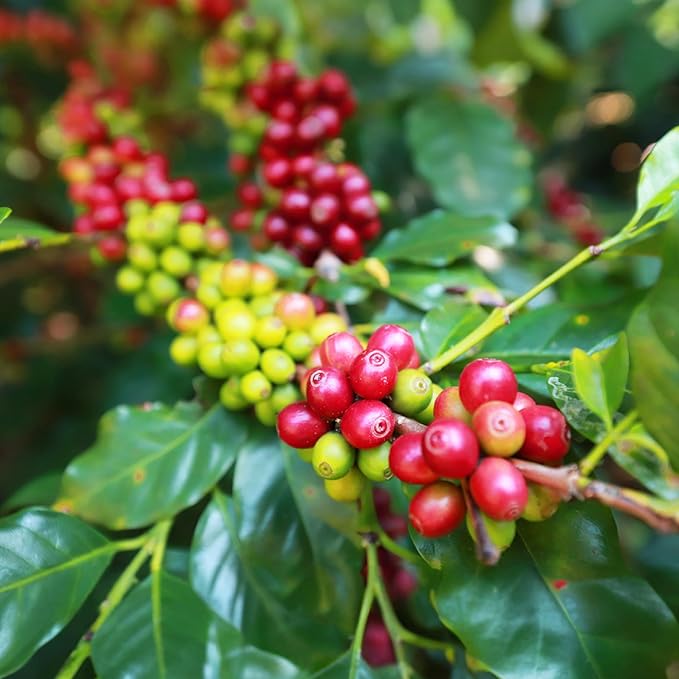 doanhdang - 17.6 Oz Premium Moka Whole Bean Coffee 100% Medium Roast Rich Flavor for Espresso Shot and Brew Origin from Vietnam Whole Med Roast Beans