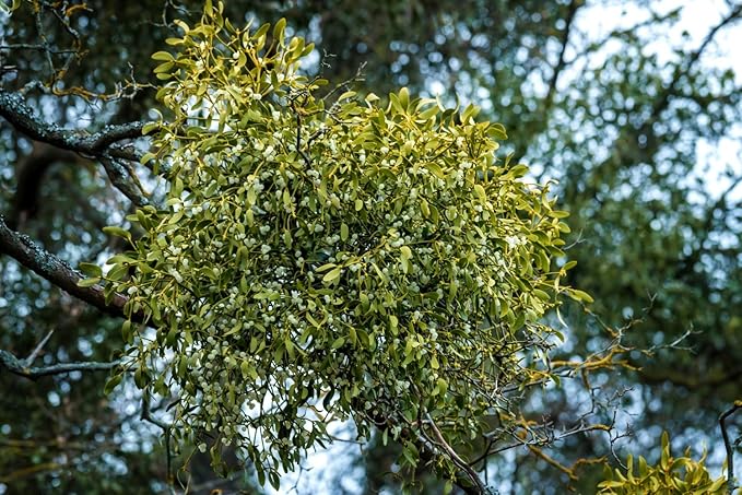 Health Embassy Mistletoe Herb Tea | Viscum Album L | Herbal Tea (50g)