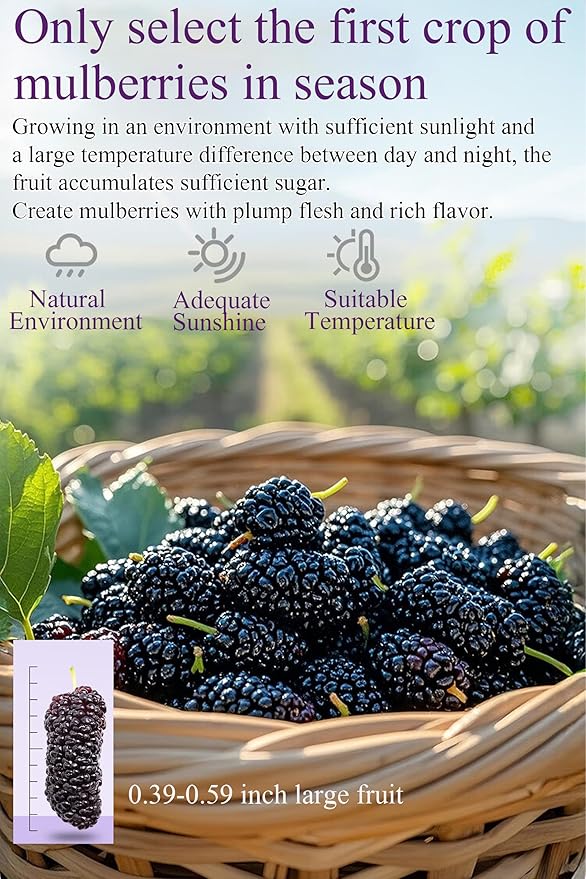 Black Mulberry Tea Dried Black Mulberries 12.7oz/360g Mulberry for Snack＆Baking Vegetarian Friendly桑葚干 黑桑葚 桑葚