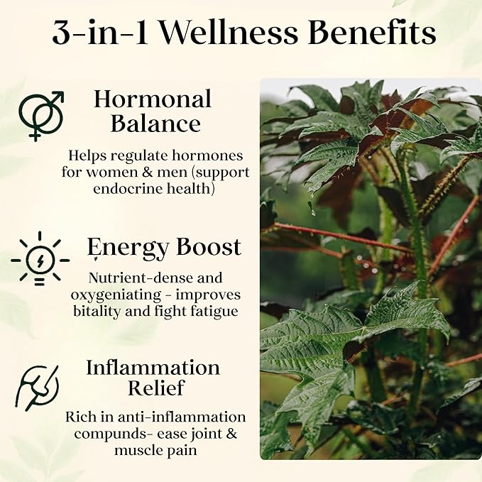 Four Visions Amazonian King Nettle Tea – Wild-Harvested Organic Loose Leaf Ortiga (Urera Baccifera) for Inflammation Hormone Balance Blood Pressure Detox &amp Seasonal Allergy Support