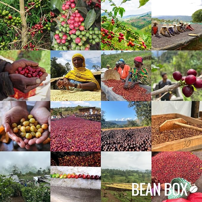 Don't Forget to Look at the Moon - Roasted by Little Waves Coffee - Whole Bean Coffee - 5 Pound Bag