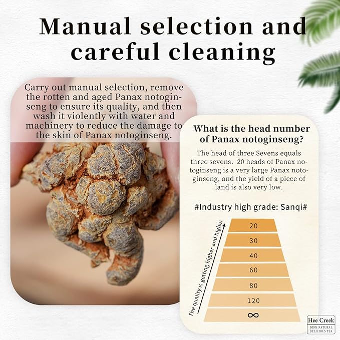 Hee Creek Notoginseng Root Heads 10.58/300g Natural Tienchi – 7-Year-Grown Whole Panax Notoginseng from Wenshan Yunnan – Tian Qi Sanqi Ginseng for Herbal Wellness Tea Soup 田七 田七人参 三七 活血化瘀