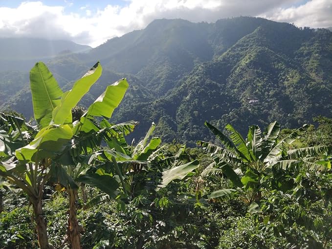 Roasted to Order! - Blú - Jamaica Blue Mountain Coffee ''Pure Vibes'' Ground Blend/Medium Roast (Jamaican Brazilian Colombian &amp Ethiopian)