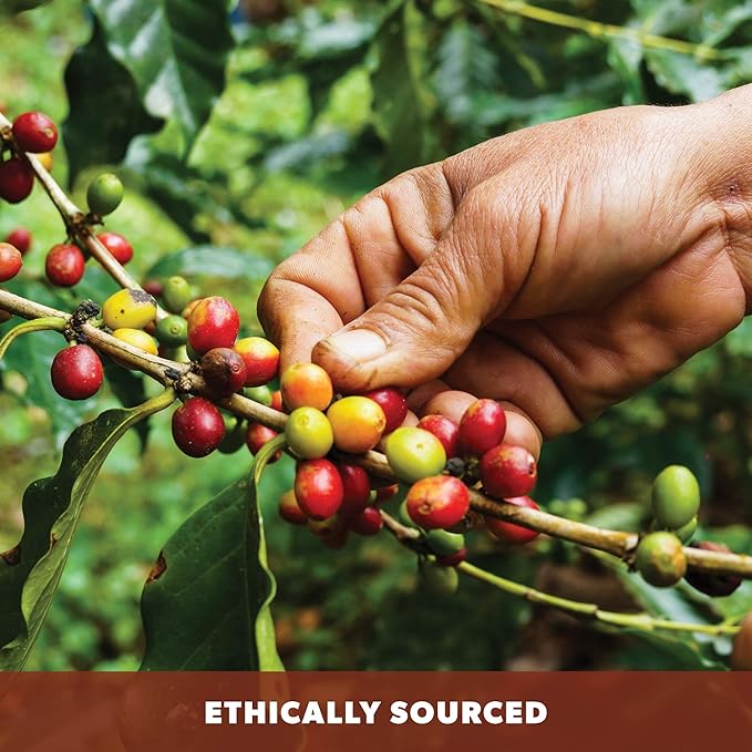 Low Acid Organic Coffee – Whole Bean Mold-Free &amp Stomach Friendly by Java Planet Cinnamon and Vanilla Medium Dark Roast Arabica Gourmet Coffee Grade A Smithsonian Bird Friendly 1LB Bag