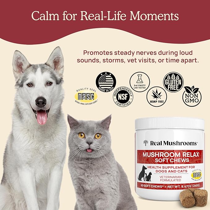 Calming Chews for Dogs &amp Cats – Soft Chews with Reishi &amp Lion’s Mane for Daily Composure – for All Breeds &amp Sizes – Calming Treats for Dogs: 1 Chew/20 lb Daily Cats: ¼ Chew Twice Daily –