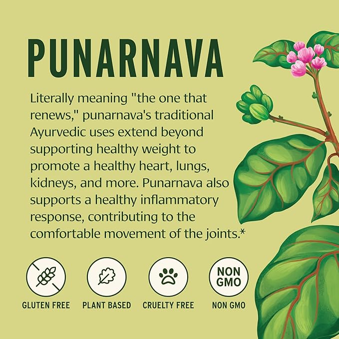 Banyan Botanicals Punarnava Powder – Organic Punarnava (Boerhavia Diffusa) – Traditional Support for Healthy Weight Management* – ½ lb. – Non-GMO Sustainably Sourced Vegan