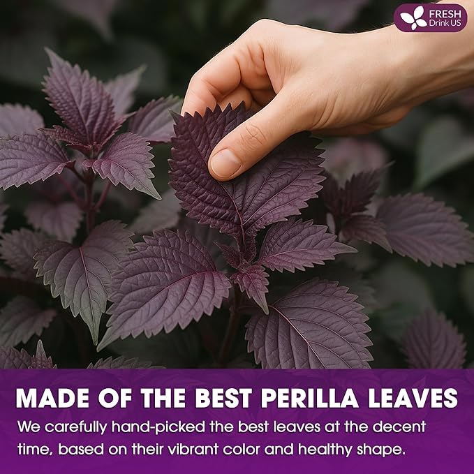 FreshDrinkUS Premium Perilla Leaf Tea – 75 Tea Bags | 100% Pure Perilla Leaves | Caffeine-Free Non-GMO Natural Packaging | Herbal Tea Bags for Daily Enjoyment. Gluten-Free. Sugar-Free. Vegan