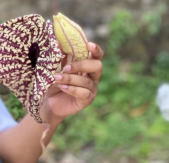 Jamaican Duck Flower Detox