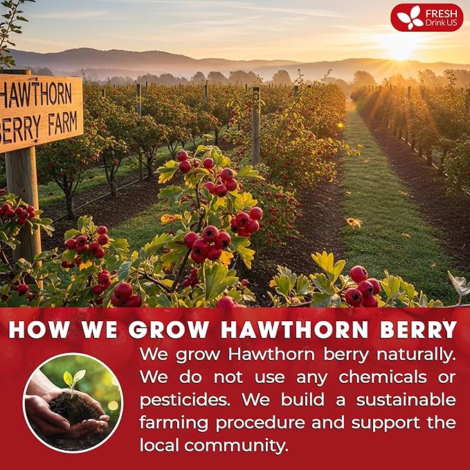 FreshDrinkUS Premium Hawthorn Berry Tea - 135 Tea Bags - 100% Natural Herbal Infusion Caffeine-Free Rich Aroma &amp Smooth Taste. Vegan