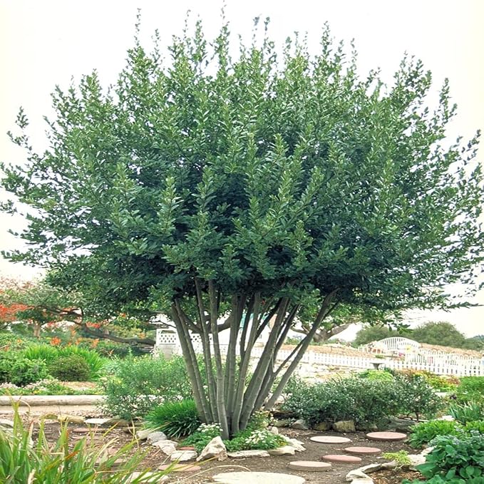 Mediterranean Bay Leaf Bay Laurel Live Plant. Standard Variety - Laurus Nobilis. Live Plant. Fragrant Fresh Edible. Best for Ground Planting Outdoor. (2 Bay Laurel. 4 inch pots)
