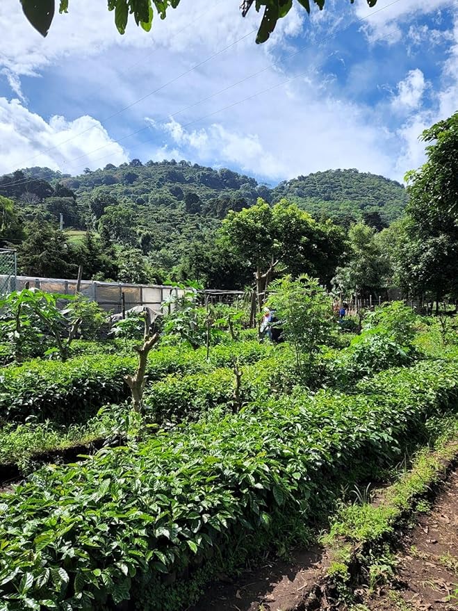 Tesoros Del Pais Green Unroasted Coffee Beans Ahuachapan El Salvador Single Estate High Elevation (Honey washed 5 lb)