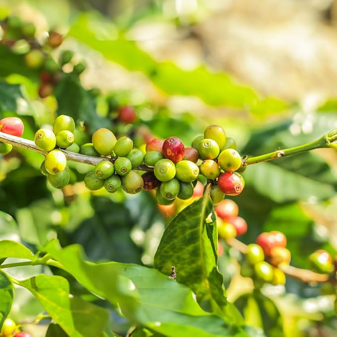 doanhdang - 17.6 Oz Premium Culi Whole Bean Coffee 100% Culi Peaberry Medium Roast Rich Flavor for Espresso Shot and Brew Origin from Vietnam Whole Med Roast Beans