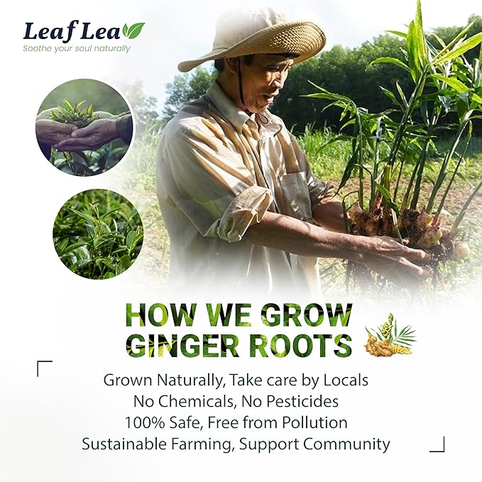 LeafLea Ginger Green Tea 120 Tea Bags Premium Green Tea Blend with Pure Ginger Root Supports Digestive Wellness Natural Flavor Low Caffeine Sugar-Free