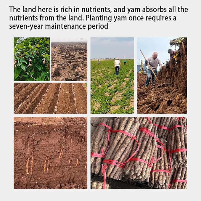Dried Yam 10.6oz/300g(150g*2) Dried Iron Stick Yam Large Slices of Iron Stick Boil soup and Congee Sulfur Free 山药 山药干 山药片 铁棍山药