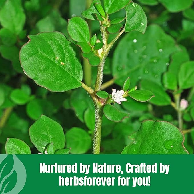 HerbsForever Punarnava(Boerhaavia Diffusa) Root Powder-Liver Kidney UTI Reduce Swelling Fluid Retention| Wild HarvestedNon GMO - 2X Potency | Ultra CleanNO Sand &amp Mud| Steam Treated| 16oz-1L