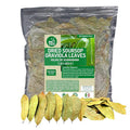Yerbero - Whole Wildcrafted Dried Graviola Soursop Leaves 1 LB (453g - 1300+ Leaves Per Bag) Hoja De Guanabana Seca Crafted By Nature | Vacuum Sealed for Freshness | From Mexico | Premium Quality.