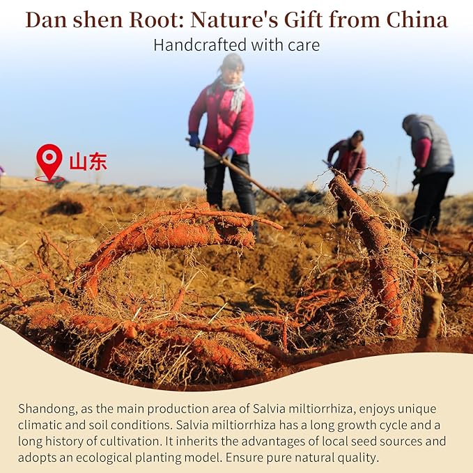 Baihuatang Premium Dan Shen Root for Tea 200g/7.05oz Dried Dan Shen Herb Tea Cut Natural Chinese Herbal Tea No Additives Non-Sulfur Fumigation Premium Hand Selected 丹参 丹参片