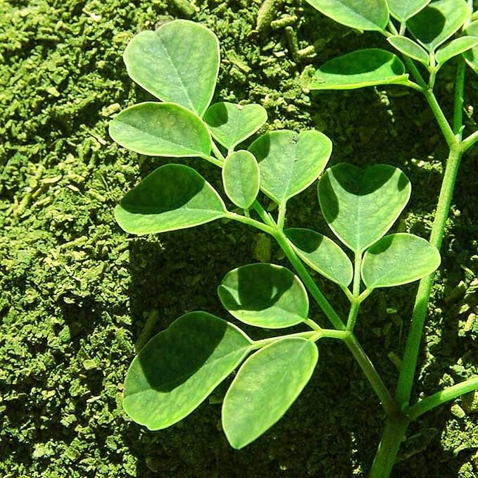 Moringa Tea Organic 100 Bags 100% Pure All-natural Antioxidant-rich Energy Booster