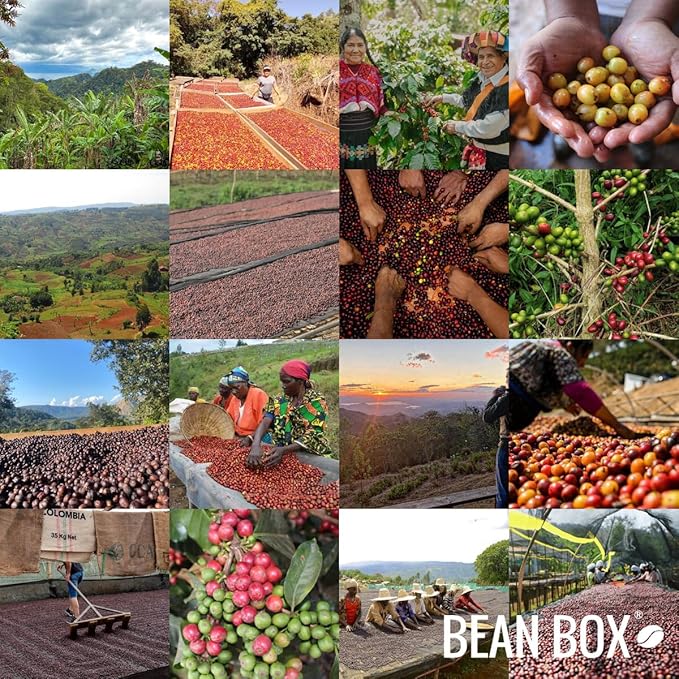 Condor Decaf Colombia - Roasted by 8th &amp Roast Coffee Co. - Whole Bean Coffee - 12 Ounce Bag