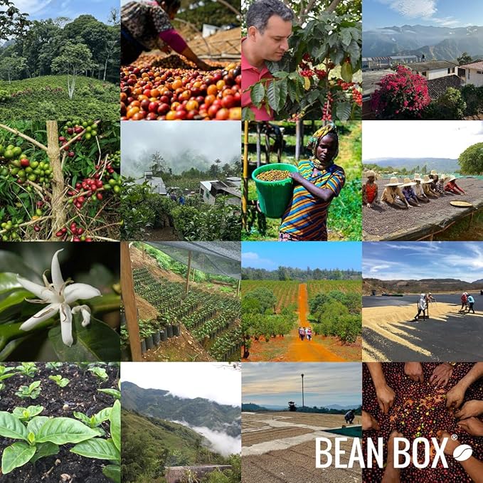 Kenya Imani Natural - Roasted by Dapper &amp Wise - Freshly Ground Coffee - 5 Pound Bag