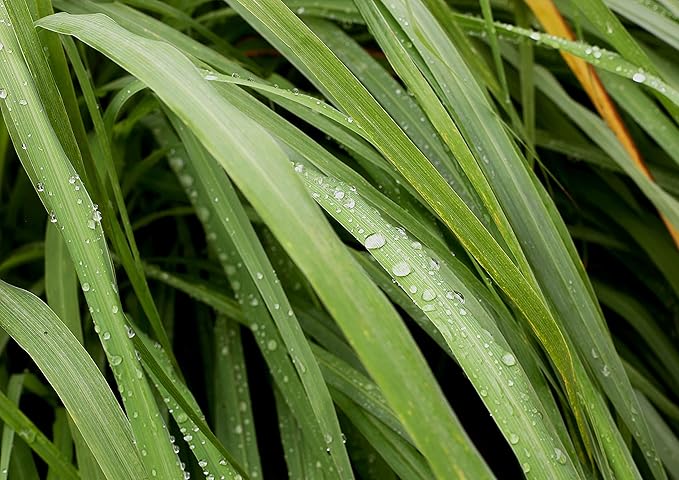 Food to Live Dried Lemongrass Leaves 1.5 Pounds – Cut Lemon Grass Herb Vegan Bulk. Lemony Flavor and Aroma. Rich in Vitamin C. Essential Ingredient for Thai Indian Indonesian Dishes