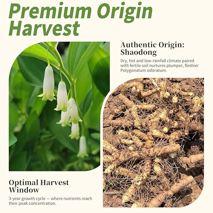 Wanhua Hall Polygonatum Odoratum (Solomon’s Seal Root) 7.05oz/200g 100% Pure Sulfur-Free Chinese Herbal Perfect for Tea Brewing &amp Soup Making 玉竹