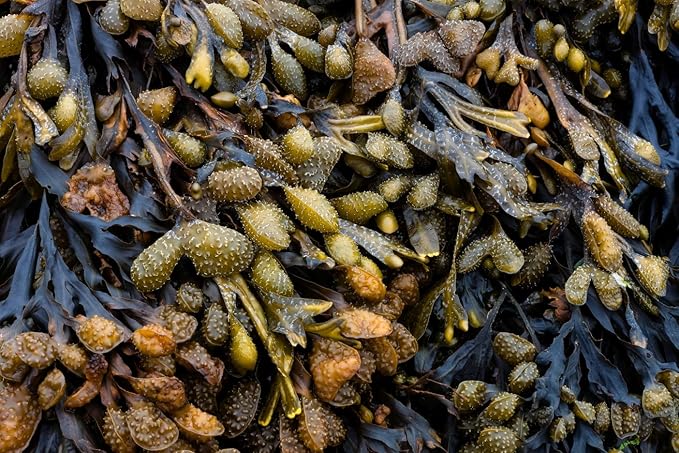 Bladderwrack Black Rockweed Tea | Fucus Vesiculosus L | Herbal Tea | Health Embassy (100g)