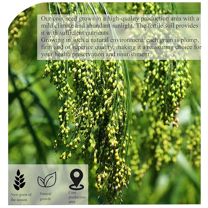 Job's Tears Coix Seed Jobs Tears Seeds 薏米 薏苡仁 Natural Pearl Barley Coix Rice Health Grain No addition Sulfur Free 12.34oz/350g