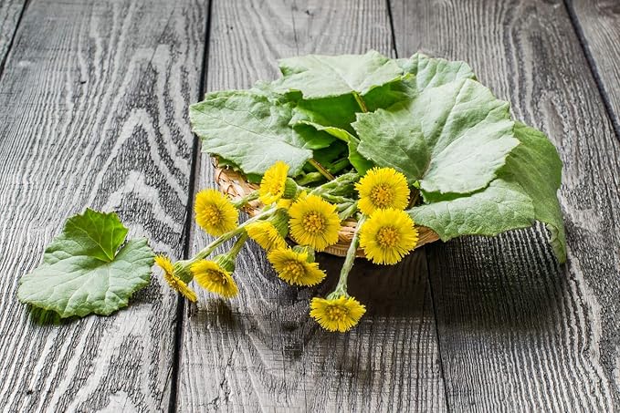 Health Embassy Coltsfoot Leaf | Tussilago farfara L | Herbal Tea (50g)