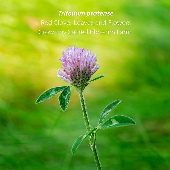 Red Clover Tea Organically Grown in Wisconsin | 2.8 oz | 39 Servings | Sacred Blossom Farm | Herbal Tea &amp Medicinal Herbs | Loose Leaf | Regenerative Farming | Single Source | Trifolium pratense