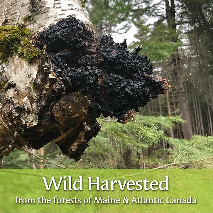 Maine Chaga Tea Bags by My Berry | 100% Canadian Wild-Harvested | 100% Additive-Free Caffeine-Free Herbal Tea | 25 Bleach-Free Bags