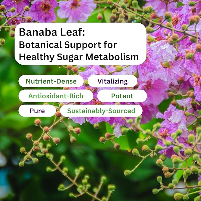 Paradise Herbs Banaba Leaf 12:1 Concentrated Extract 250 mg Vegan Gluten-Free Non-GMO 60 Capsules (Pack of 2)