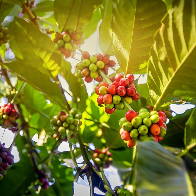 doanhdang - 17.6 Oz Premium Culi Ground Bean Coffee 100% Culi Peaberry Medium Roast Rich Flavor for Espresso Shot and Brew Origin from Vietnam Ground Med Roast Beans