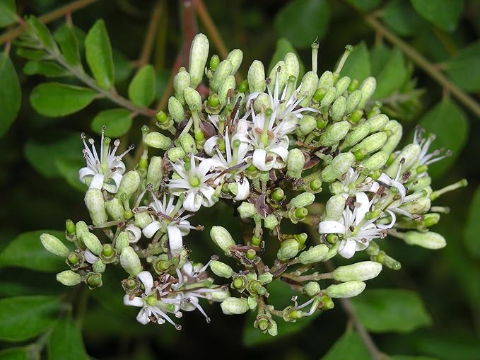 Curry Leaf Plant. Live Plant. Fragrant Beautiful Edible. Easy Grow. Indian Cooking Must Have. Murraya Koenigii. (1 Cup)