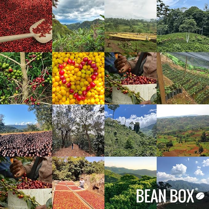 Sítio Cachoeirinha Microlot - Roasted by Casa Brasil Coffees - Whole Bean Coffee - 12 Ounce Bag