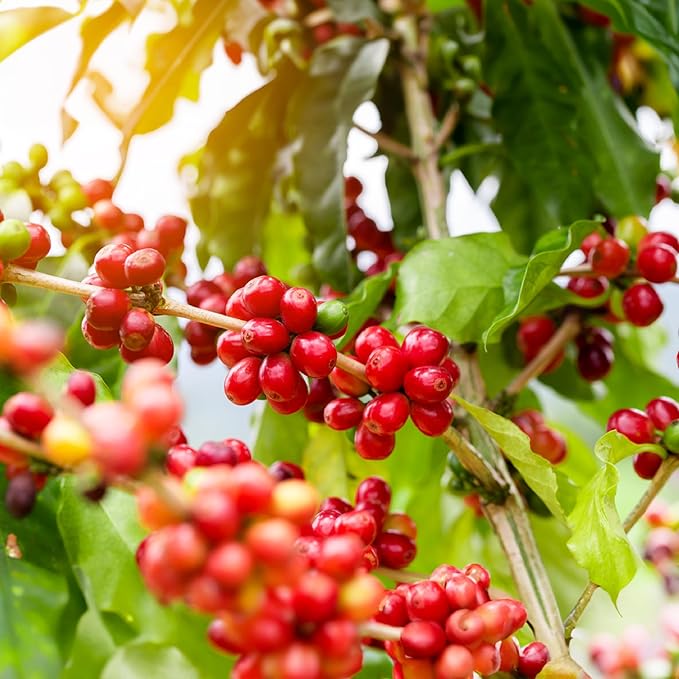 doanhdang - 17.6 Oz Premium Robusta Ground Bean Coffee 100% Robusta Medium Roast Rich Flavor for Espresso Shot and Brew Origin from Vietnam Ground Med Roast Beans