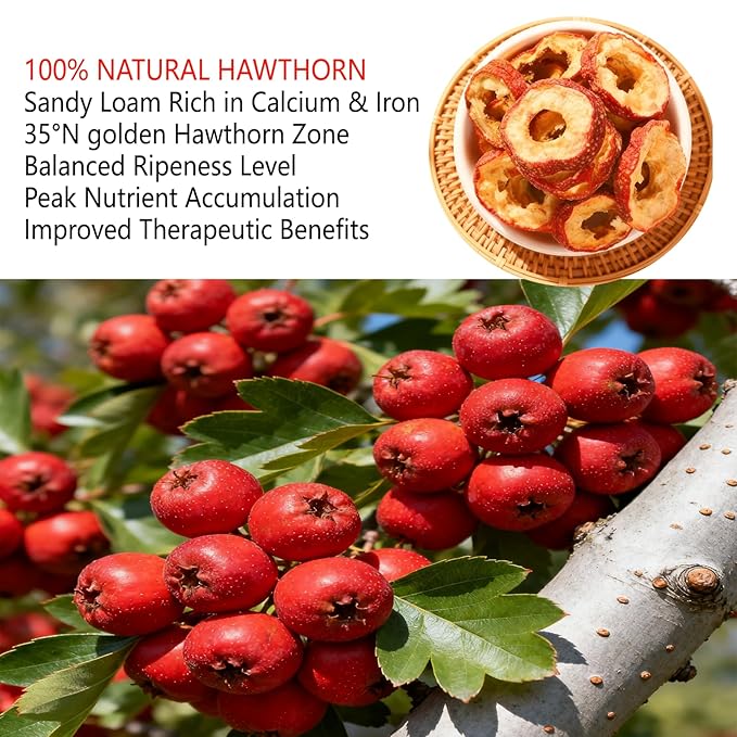DABC OAK LAND 16OZ Hawthorn Slices Hollow Circle Seedless 100% Natural Sun-Dried Hawthorn Fruit Hawthorn Berries for Tea 山楂干 山楂果茶 山楂片 Natural Herbal Tea for Digestion 1 Pound/Bag